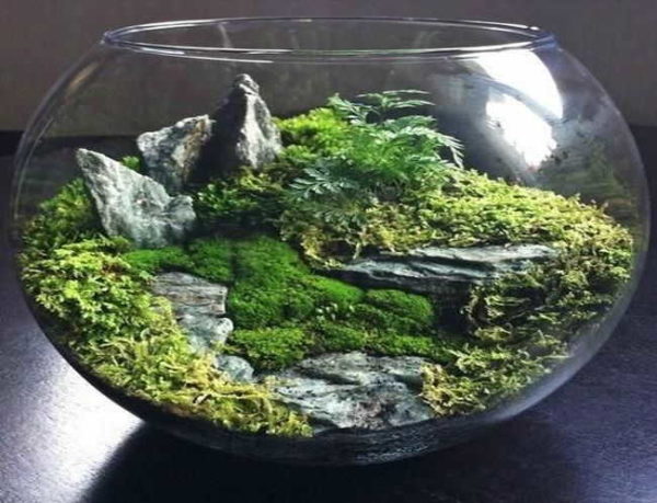 Semi-covered tabletop gardens look amazing