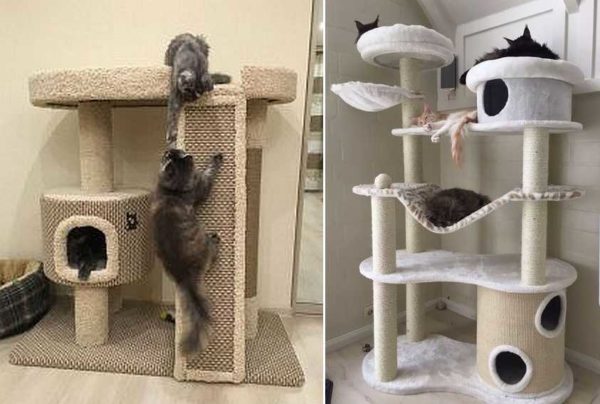 Climbing and hammocks - this is what cats usually like