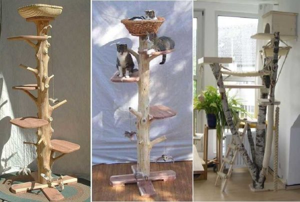 A cat house can also be made from a tree trunk