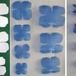 How a paper pattern turns into a plastic flower