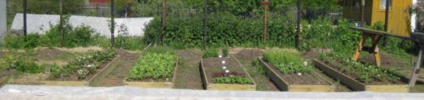 In order not to weed the space between the beds, it can be sown with lawn grass. And beautiful and no dirt