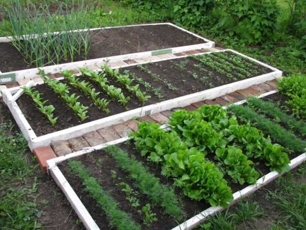 A smart vegetable garden is formed, often raised or high beds, in which the necessary conditions for plant growth are created