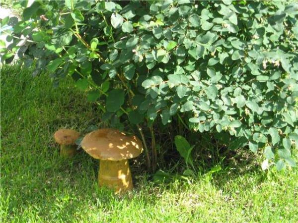 Mushrooms made of concrete - a plastic stem cup and a bowl for a hat. In the future hat, until the solution has hardened, dig out a cylindrical hole - so that the leg can enter there. So the fungus will be very similar to the real one.