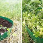 For fruit trees growing in wetlands, you can do this