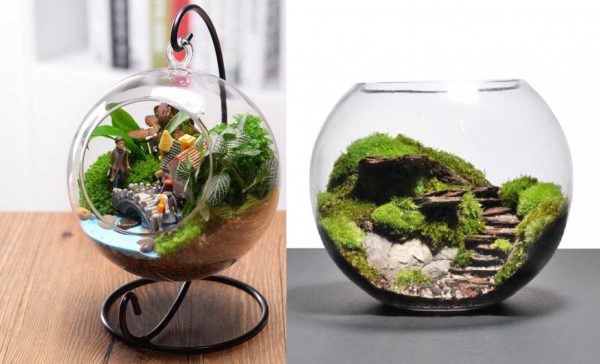 Moss may be the only plant in the mini florarium
