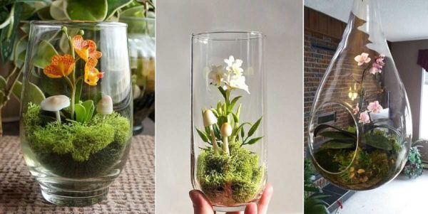 Phalaenopsis are ideal candidates for glass or jar growing