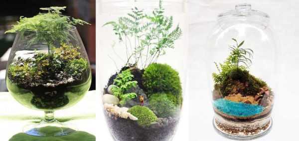 This is not a fern, but plants that look like it