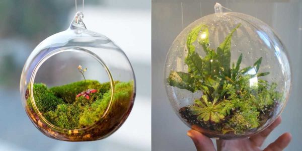 Moss and succulents make very cute and varied compositions.