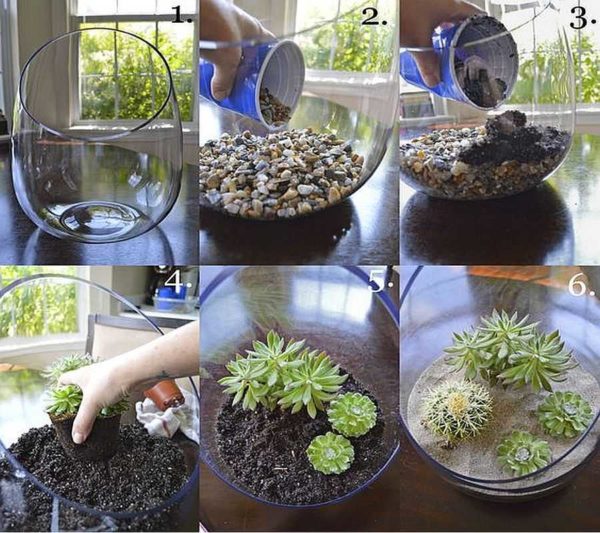 Try to make the first florarium with your own hands from succulents and cacti