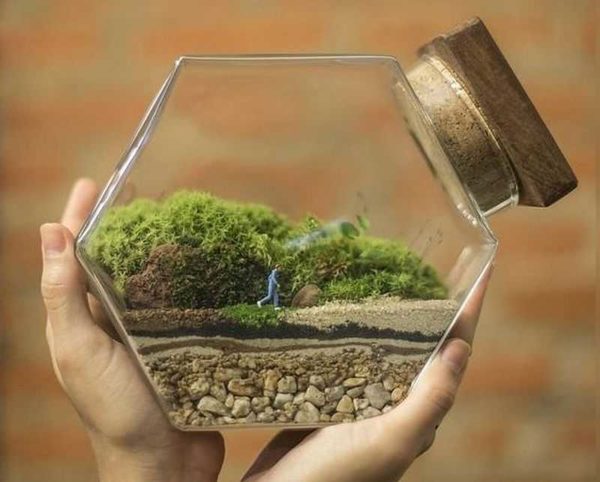 This is sphagnum))