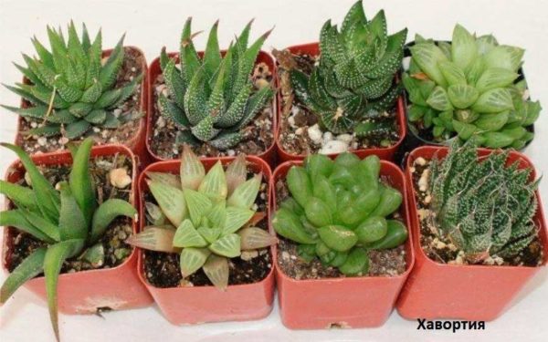 Easy care Haworthia succulents