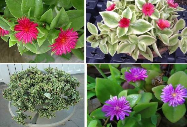 Aptenia (Aptenia) can be successfully grown in a vase