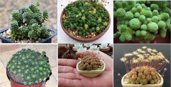 Small in size suitable for the smallest florariums