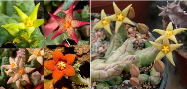 Unusual bright flowers and strange stems