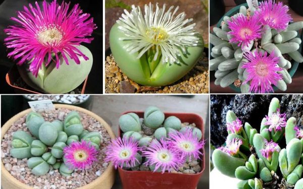 Blooming stones are an interesting addition to a glass garden