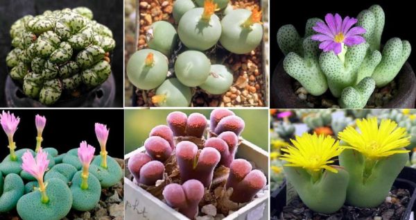 The leaf shapes are the most unusual. And these plants live on Earth?