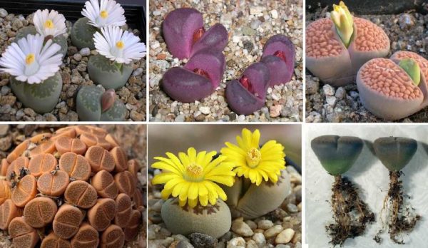 Another plants from another world))