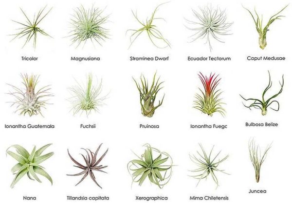 Air plants can live without soil at all