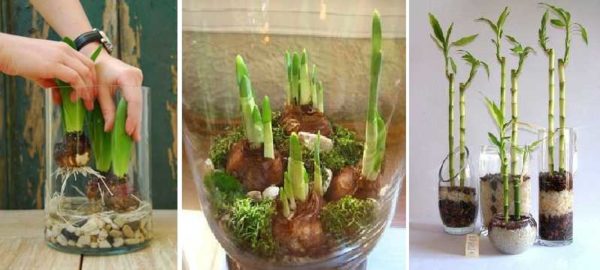 The simplest version of a garden in a vase - bulbous plants