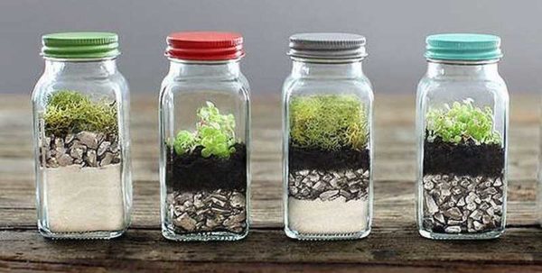Mini-garden can be in the most ordinary banks. It is important that the glass is white and transparent