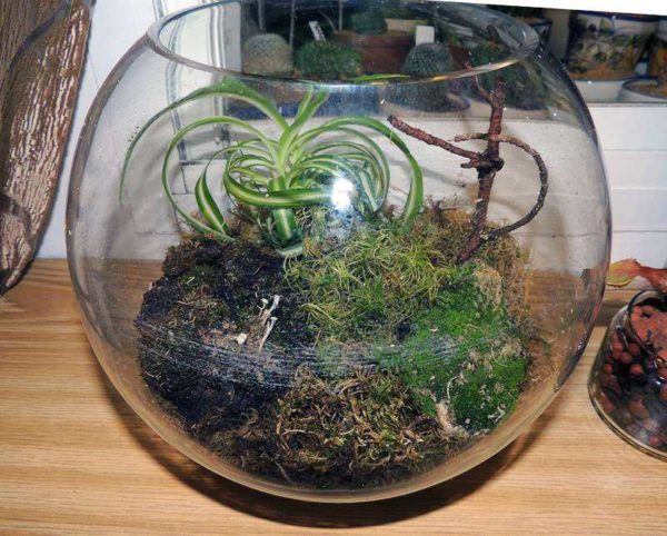 You don't have to buy a rare plant. Very good compositions are obtained from what is at hand