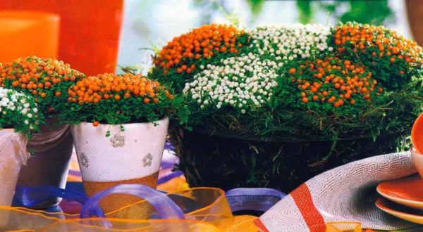 Coral moss or Nertera. This plant can be a decoration, but it is difficult to achieve the appearance of berries in a jar or ball