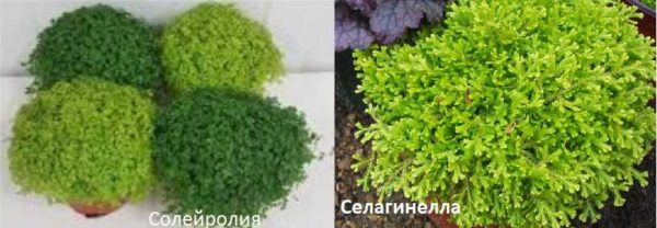 Two more plants that can replace moss in the florarium
