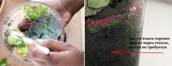 Secrets of caring for a miniature florarium