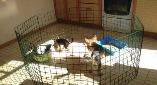 This is an aviary (fence) for small dogs