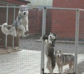 And how do they leave the enclosed enclosure?