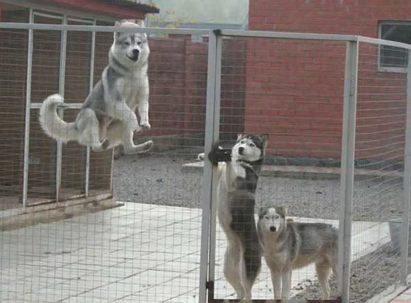 And how do they leave the enclosed enclosure?