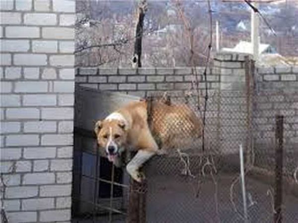 Small dog escapes through the netting
