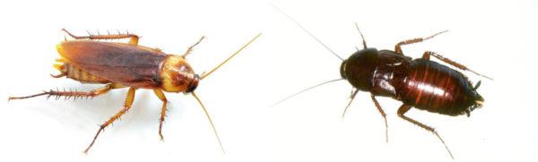 cockroaches prusak and black